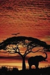 Africa: Shhh... Safari (2007)